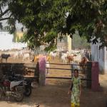 Vraj-Yatra-2014- (2528)